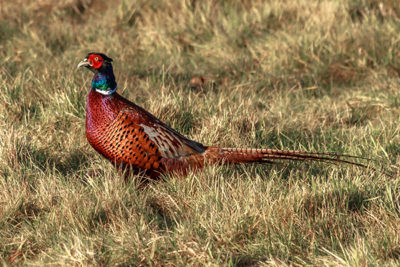 ‘Unnecessary’ interim licences must not disrupt shooting, says BASC